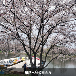 川越水城公園の桜
