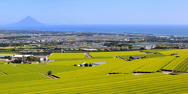 枕崎市国見町から望む茶畑と開聞岳の風景：枕崎市HPより